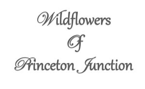 Wildflowers of Princeton Junction